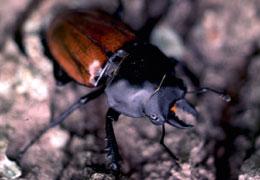 紅圓翅鍬形蟲 紅圓翅鍬形蟲