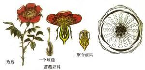 薔薇亞科 薔薇亞科