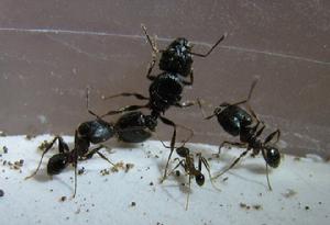 蟻后、兵蟻和工蟻