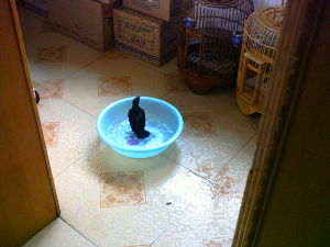 八哥洗澡 八哥洗澡