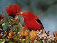 管舌鳥科 管舌鳥科