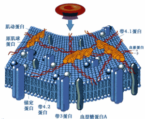 紅細胞膜骨架 紅細胞膜骨架