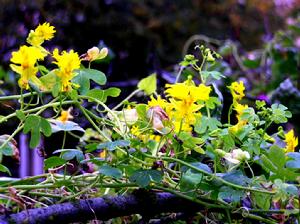 金絲藤仲 金絲藤仲