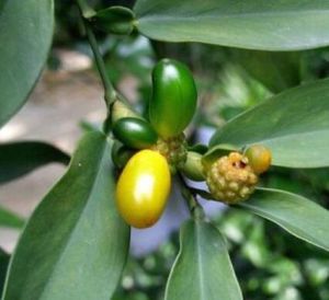 石柑子(原變種) 石柑子(原變種)