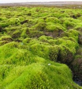 苔原氣候 苔原氣候