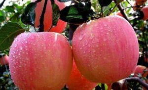 大宅門果園採摘