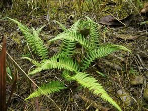 紅毛裏白 紅毛裏白