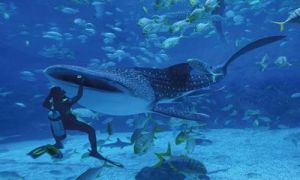 煙臺海昌鯨鯊館