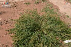 旱生群落 旱生群落