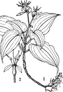 海棠葉地膽 海棠葉地膽