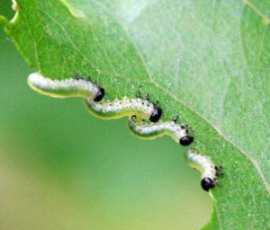 兩囊幼蟲 兩囊幼蟲