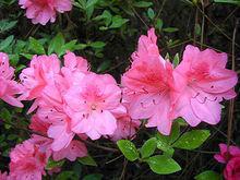 布拉奧斯粉紅杜鵑