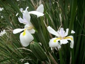 肖鳶尾根 肖鳶尾根