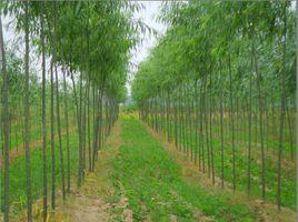 黃金柳樹 黃金柳樹