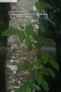 藤子化石膽 藤子化石膽