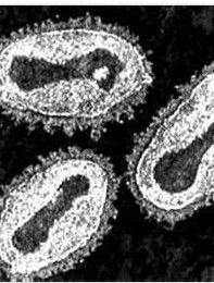 天花病毒 天花病毒