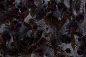 谷蛾化石 | Meteorus |