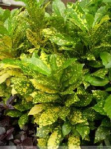 灑金變葉木 灑金變葉木