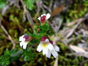 高山小米草 高山小米草