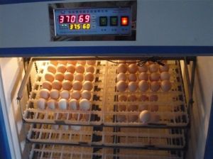 池州市亞瑾孔雀養殖場 池州市亞瑾孔雀養殖場