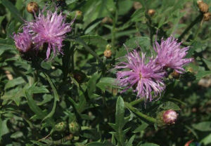 多花麻花頭 多花麻花頭