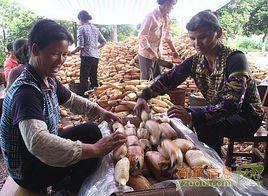 中國蓮藕之鄉 中國蓮藕之鄉