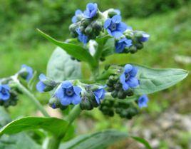 白果紫草[白果紫草]