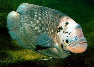 大絲足鱸 大絲足鱸