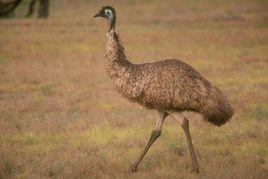 鴯鶓戰爭 鴯鶓戰爭