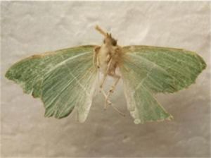 川白脈青尺蛾 川白脈青尺蛾