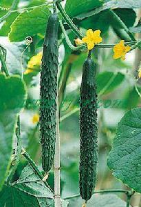 津春3號 津春3號