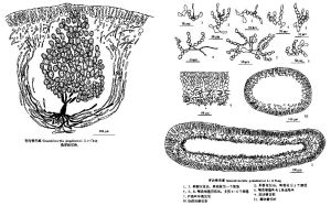 青島管形藻