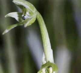 腎葉玉鳳花 腎葉玉鳳花