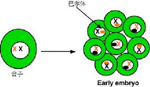 巴爾氏小體 巴爾氏小體