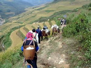（圖）南美拉祜族鄉