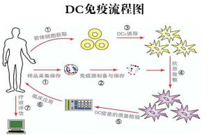 DC細胞治療過程