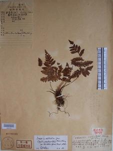 鈣岩肋毛蕨 鈣岩肋毛蕨