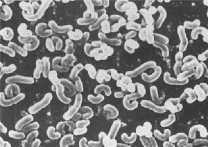 乾酪乳桿菌 乾酪乳桿菌