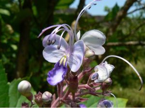 三台紅花 三台紅花