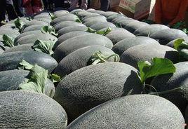 伽師瓜[GPD甜瓜(2017)650011]