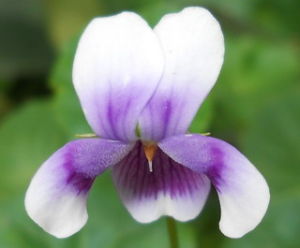 腎葉堇菜 腎葉堇菜