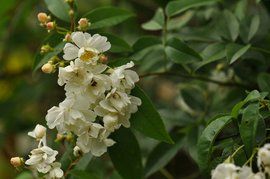 小果薔薇 小果薔薇