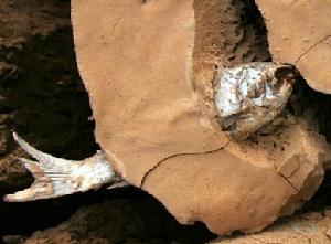 2010年春雲南旱災