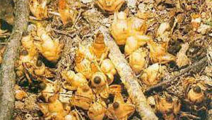 台灣帽蕊草 台灣帽蕊草