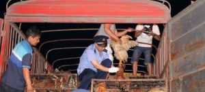 商販給活雞灌注礦石粉增重