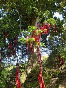 雅安千年紅豆樹 雅安千年紅豆樹