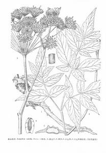 金山當歸 金山當歸