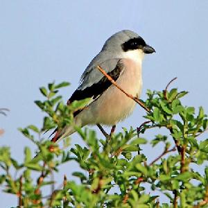 黑額伯勞 黑額伯勞