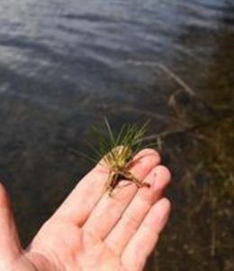 原生環境調查 原生環境調查