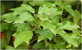 樹三角楓 樹三角楓